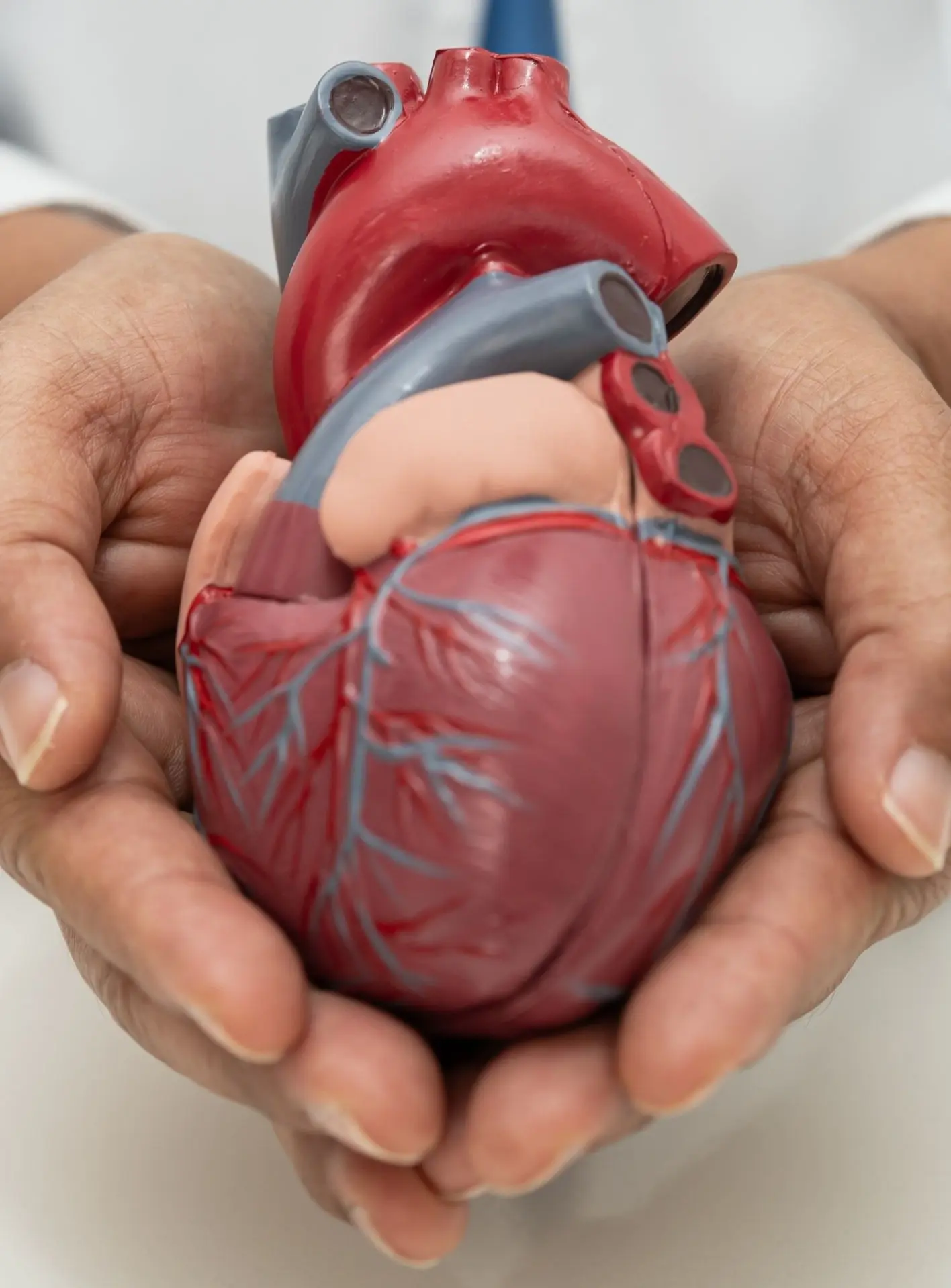 Anatomical heart model held in hands representing cardiovascular care
